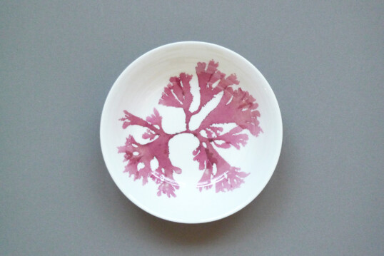 Little bowl 15 × 4cm Callophyllis laciniata